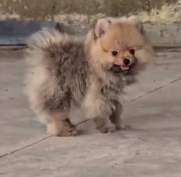 Buy Male Toy Pomeranian Puppy from Jaipur
